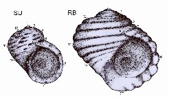 The L. saxatilis ecotypes